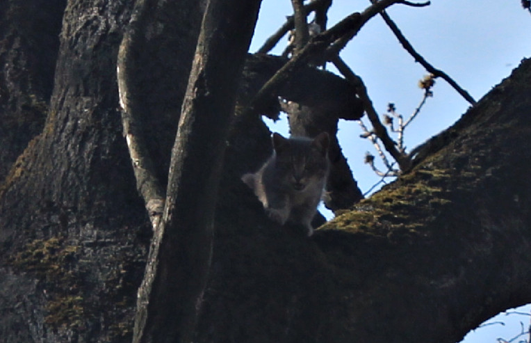 Кіт на дереві