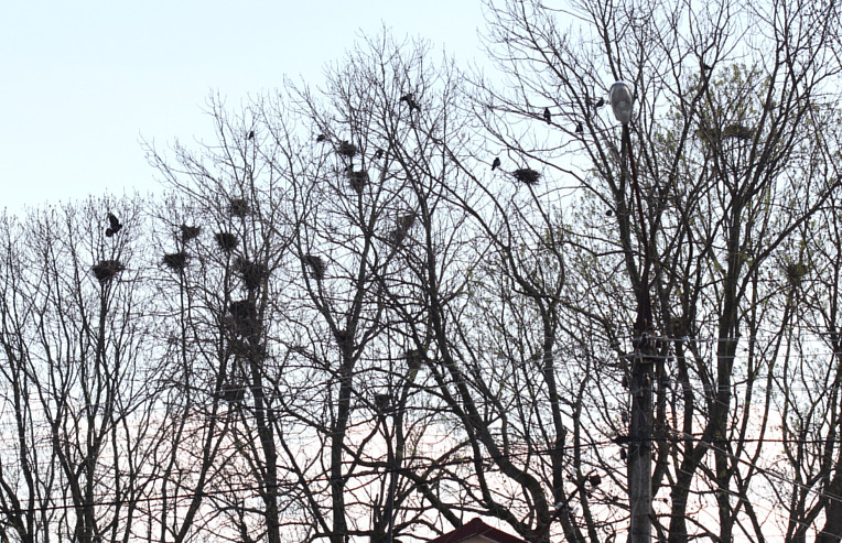 У Сторожинці з дерев зняли воронячі гнізда. Птахи не постраждали